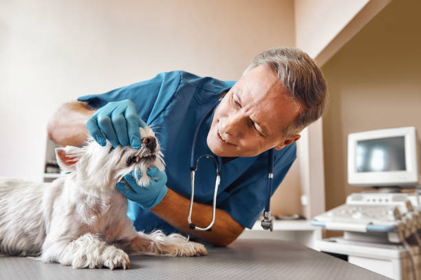 Best 24-Hour Emergency Dental Care in Royal Palm Estates, FL